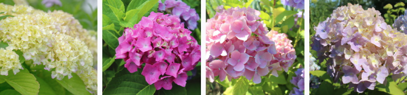 Jak można zmienić kolor kwiatów hortensji?